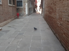 Columba livia domestica