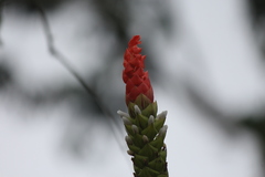 Guzmania monostachia