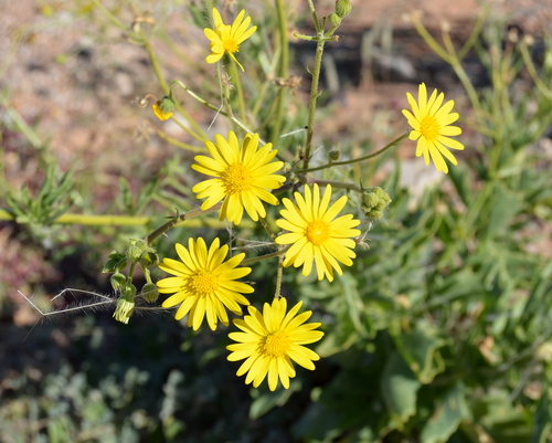 Tripteris microcarpa subsp. microcarpa image