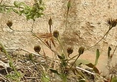 Urospermum picroides