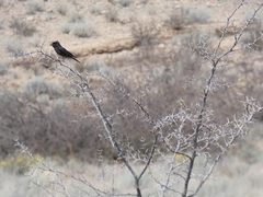 Dicrurus adsimilis apivorus
