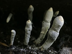 Xylaria polymorpha