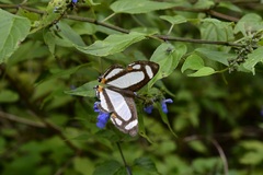 Thisbe lycorias