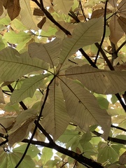 Magnolia macrophylla
