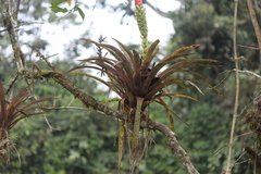 Guzmania monostachia