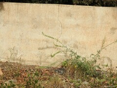 Reseda alba
