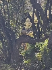 Geranoaetus melanoleucus