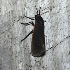 Virbia laeta