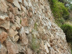 Helictotrichon filifolium