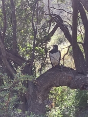 Geranoaetus melanoleucus