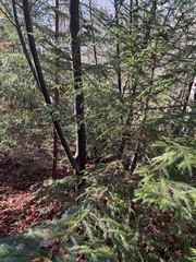 Acer pensylvanicum