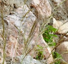 Helictotrichon filifolium