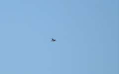 Gallinago gallinago