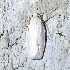 Antaeotricha albulella