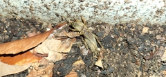 Gryllotalpa