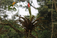 Guzmania monostachia
