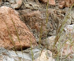 Helictotrichon filifolium