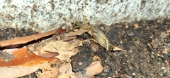 Gryllotalpa