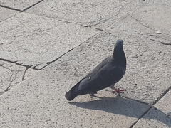 Columba livia domestica