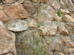 Helictotrichon filifolium