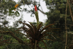 Guzmania monostachia