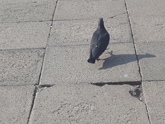 Columba livia domestica