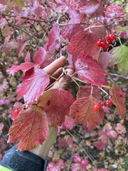 Viburnum opulus opulus
