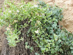 Aristolochia baetica