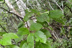 Myriocarpa