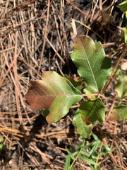 Toxicodendron pubescens