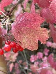Viburnum opulus opulus