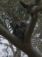 Phascolarctos cinereus victor