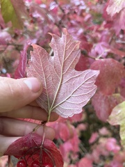 Viburnum opulus opulus