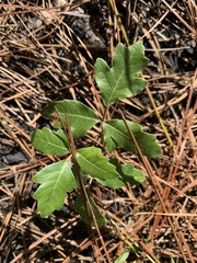 Toxicodendron pubescens