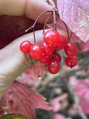 Viburnum opulus opulus