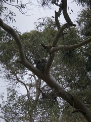 Phascolarctos cinereus victor