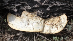 Daedaleopsis confragosa