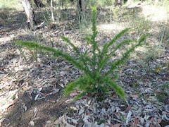 Grevillea juniperina