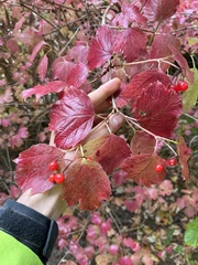 Viburnum opulus opulus