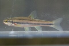 Chrosomus erythrogaster