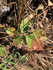 Toxicodendron pubescens