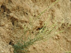 Reseda alba