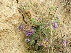 Trachelium caeruleum