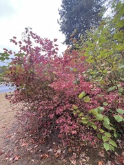Viburnum opulus opulus