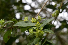 Lippia bracteosa