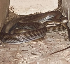 Mastigodryas melanolomus