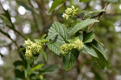 Lippia bracteosa