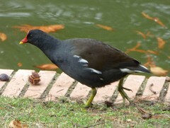 Gallinula chloropus