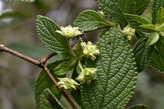 Lippia bracteosa