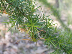 Grevillea juniperina